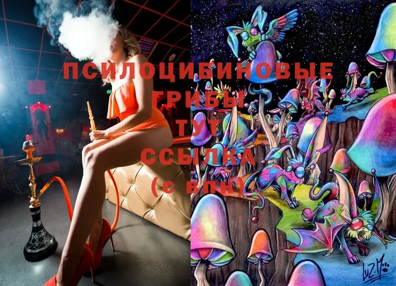 Псилоцибиновые грибы Psilocybe  Сертолово 